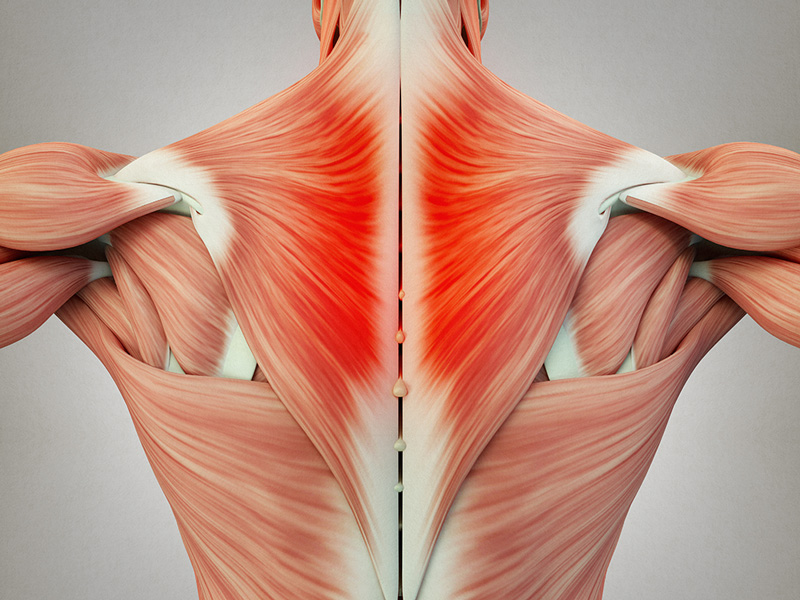 Zentrum für Faszienmedizin, Schmerztherapie und Selbsthilfe